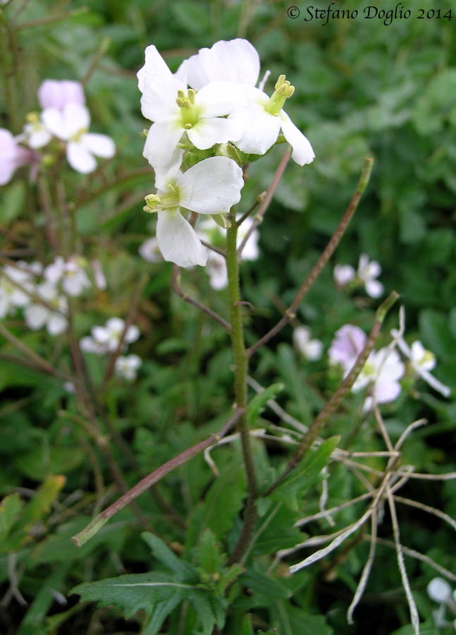 Diplotaxis erucoides & Raphanus raphanistrum